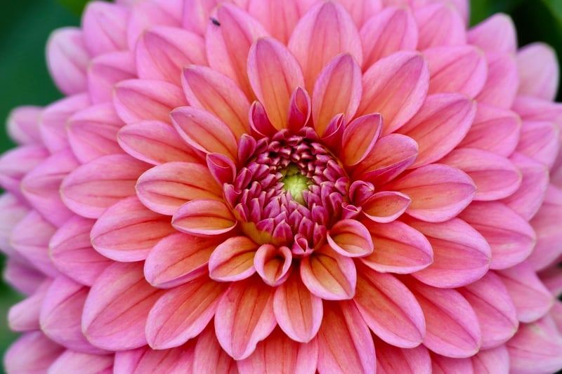Mage's Horticulture