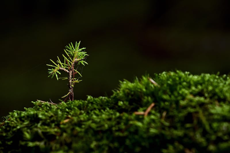 Wizardly Saplings