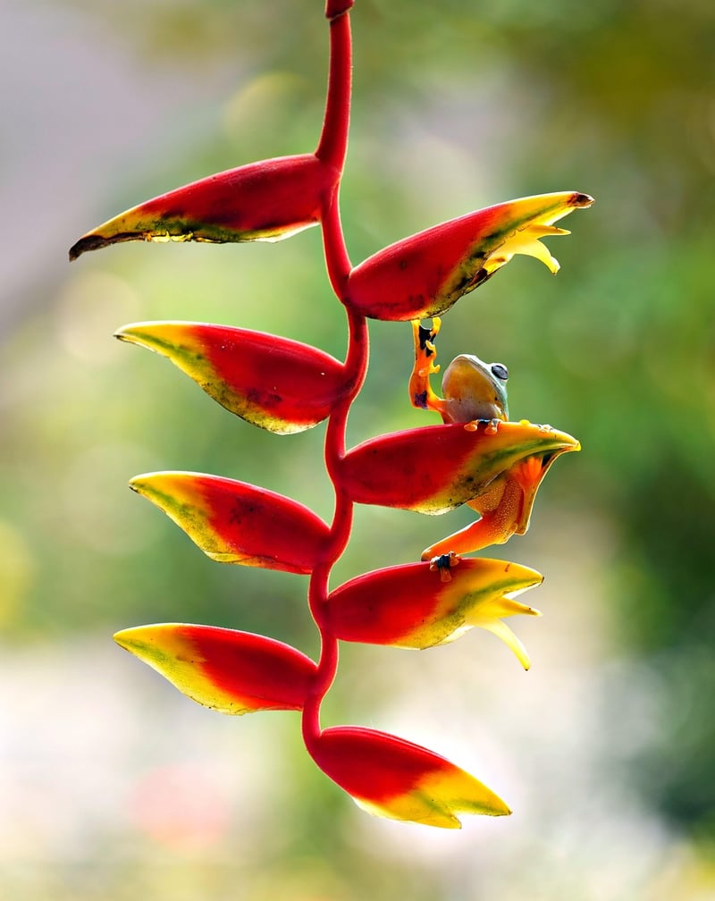 Devil's Claw
