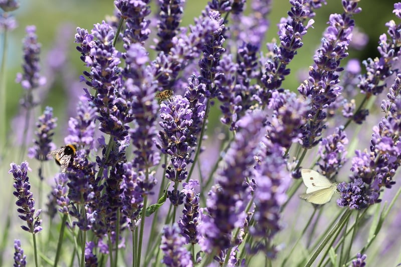 Lavender Infused Sleep Potion