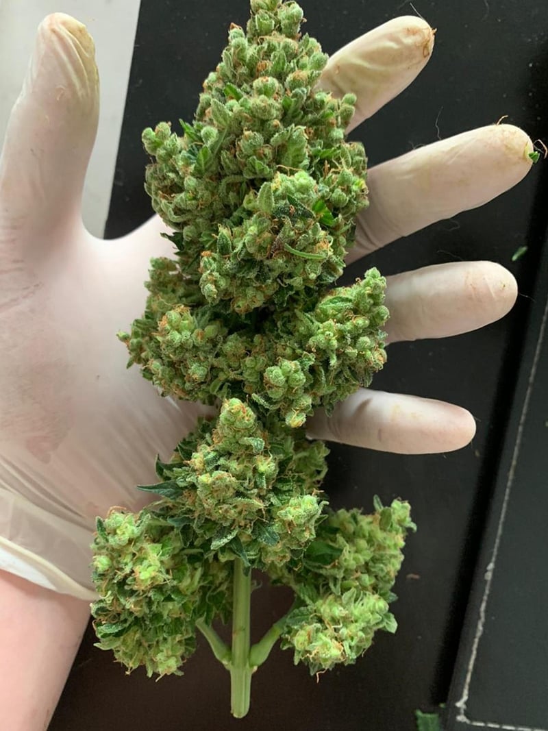 Plants Herbal Medicine Green